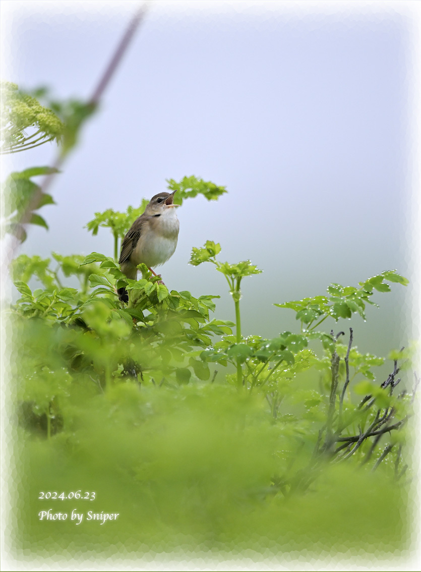 Middendorff's Grasshopper-Warbler【Locustella ochotensis】: スナイパーの「keenな鳥類図鑑」