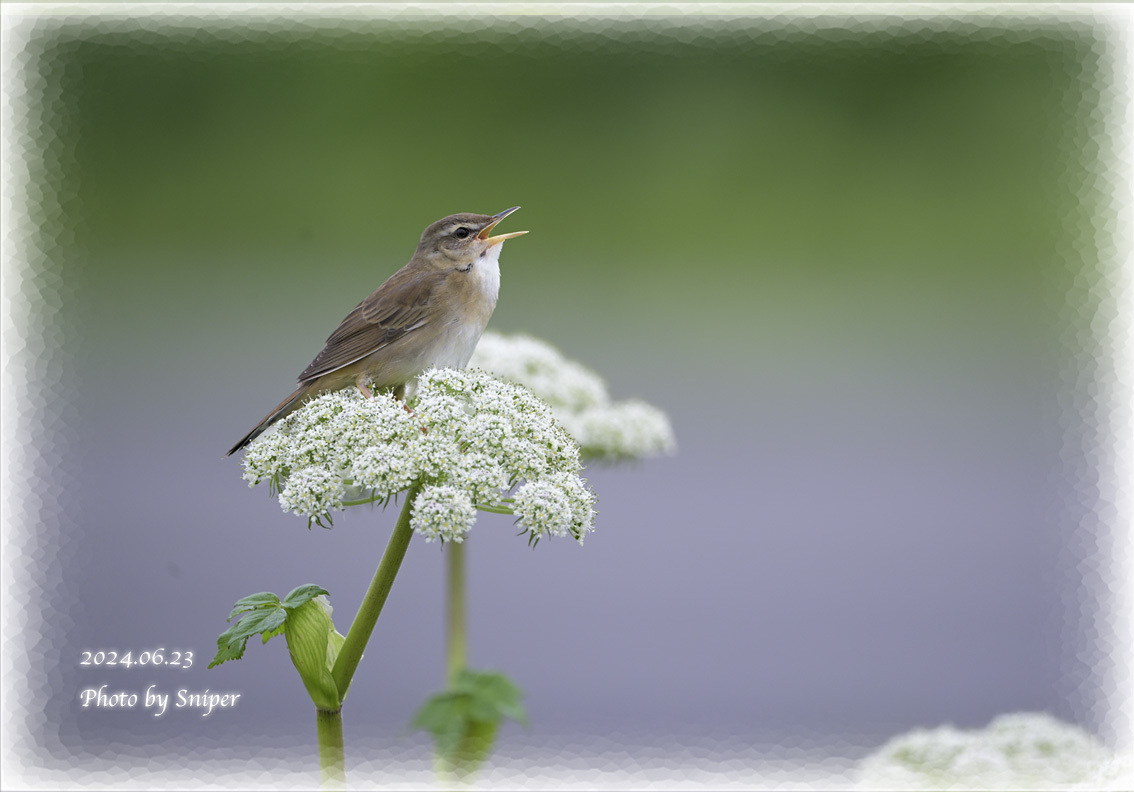 Middendorff's Grasshopper-Warbler【Locustella ochotensis】: スナイパーの「keenな鳥類図鑑」