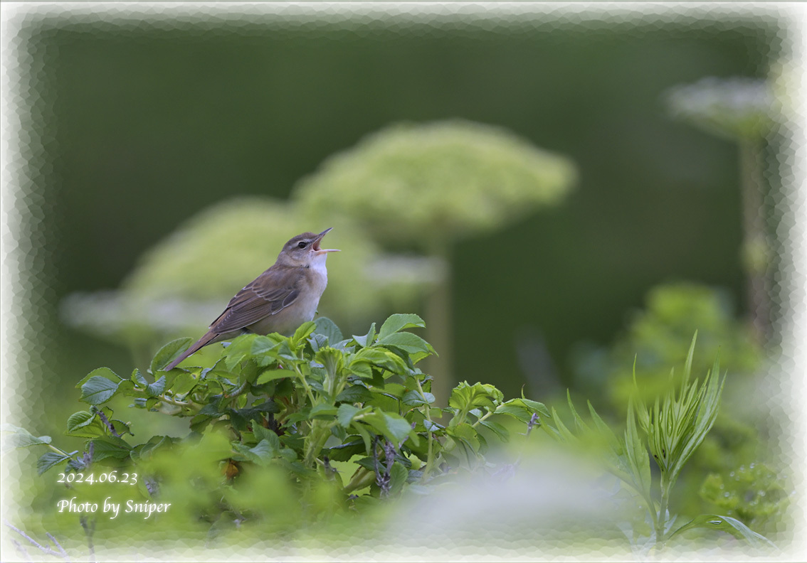 Middendorff's Grasshopper-Warbler【Locustella ochotensis】: スナイパーの「keenな鳥類図鑑」